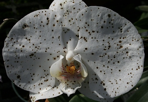 Чёрные точки на орхидеях
